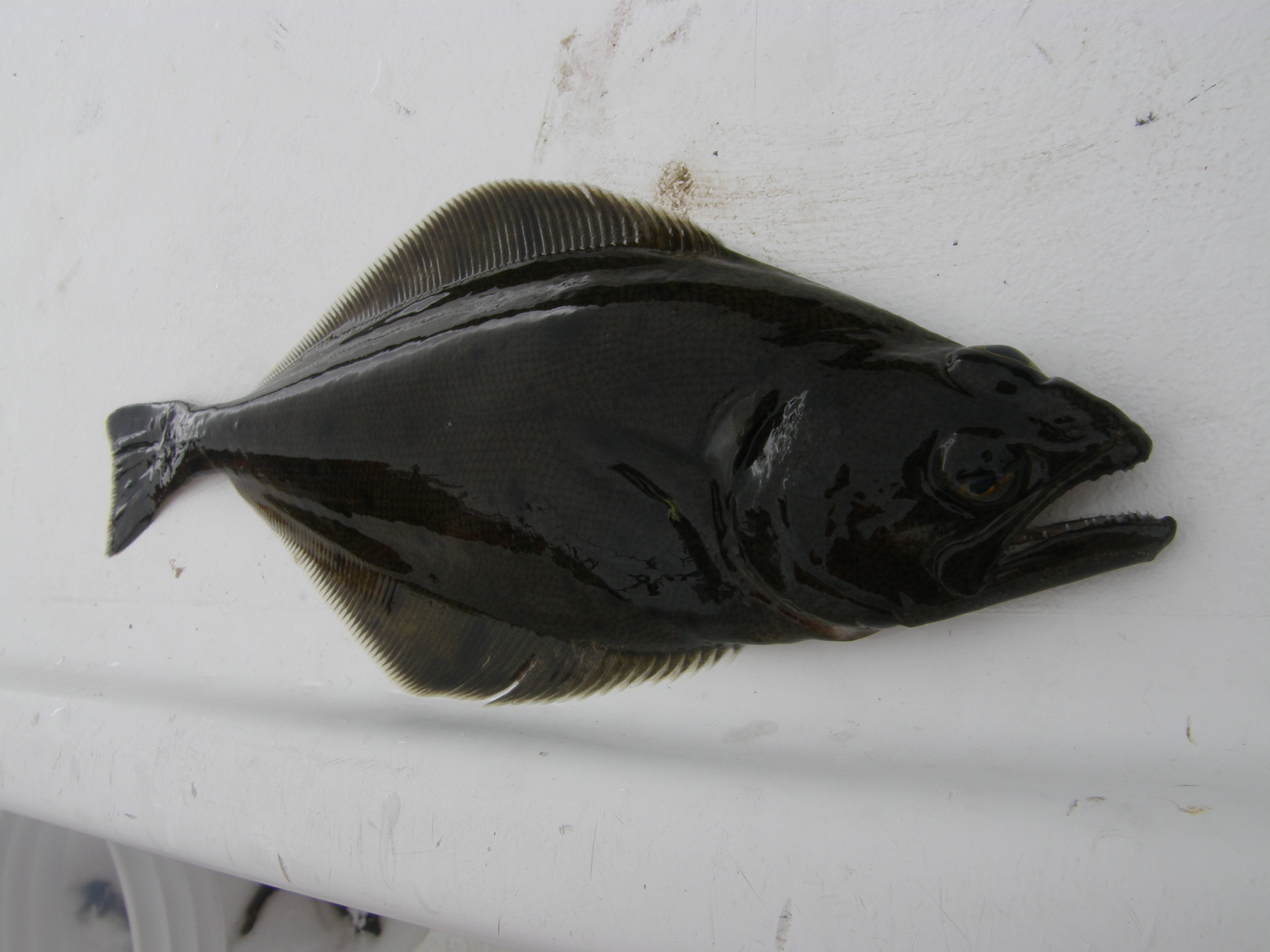 Arrowtooth flounder_photo by Anne Beaudreau