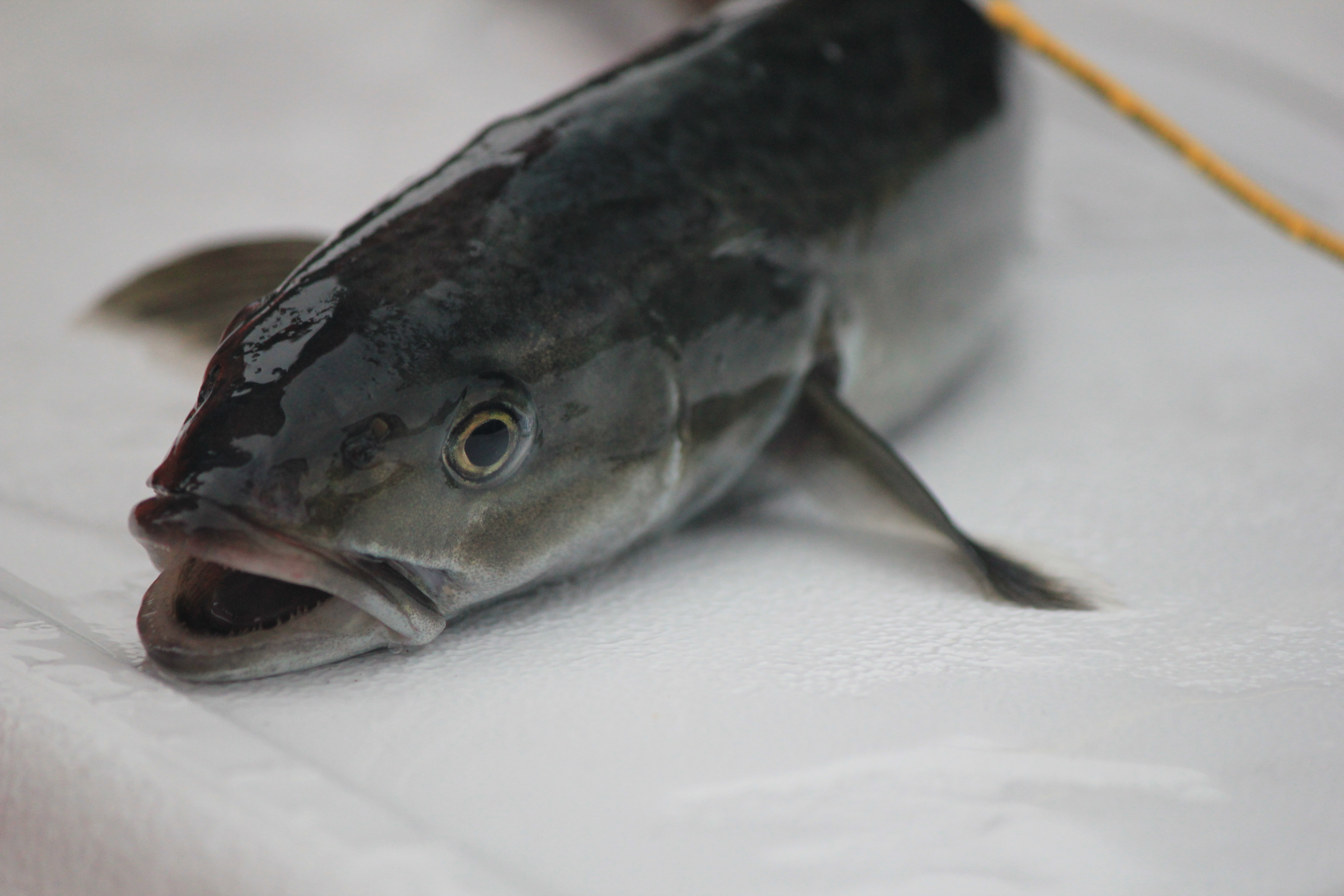 Juvenile sablefish_photo by Kari Fenske