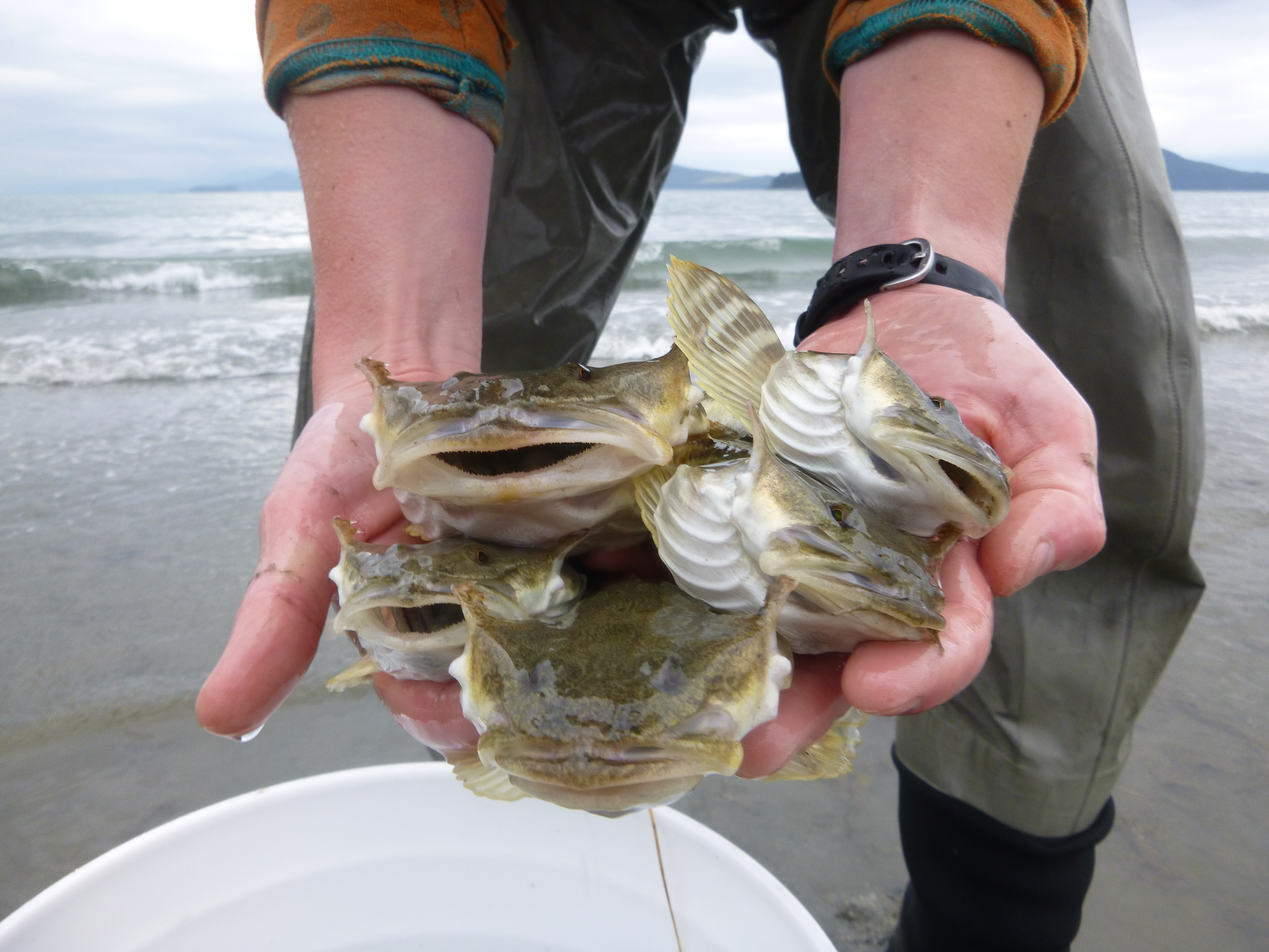 Pacific staghorn sculpin_photo by Emily Whitney
