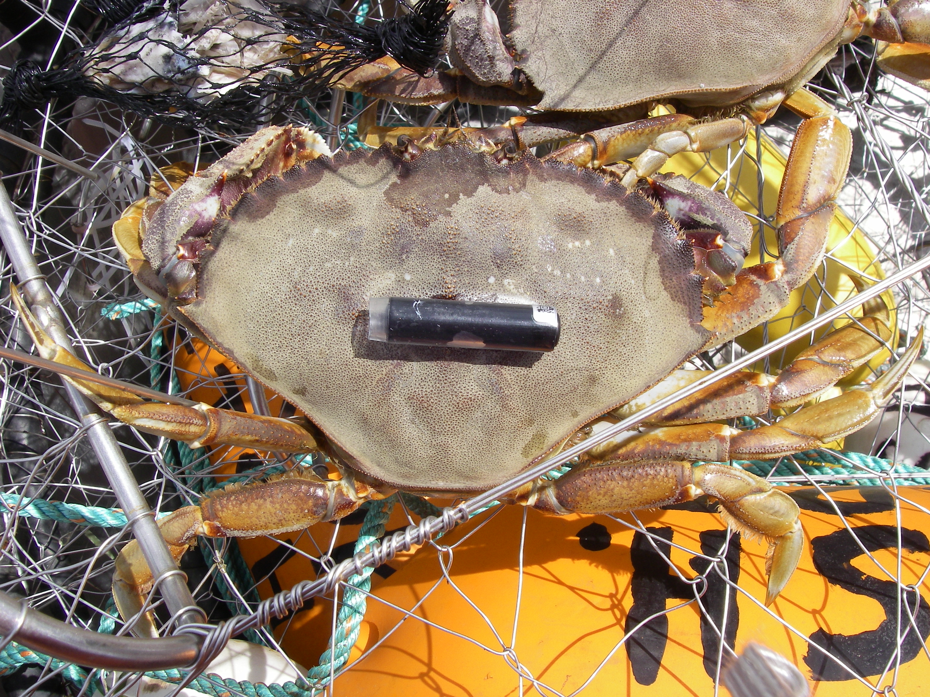 Tagged crab_photo by Anne Beaudreau