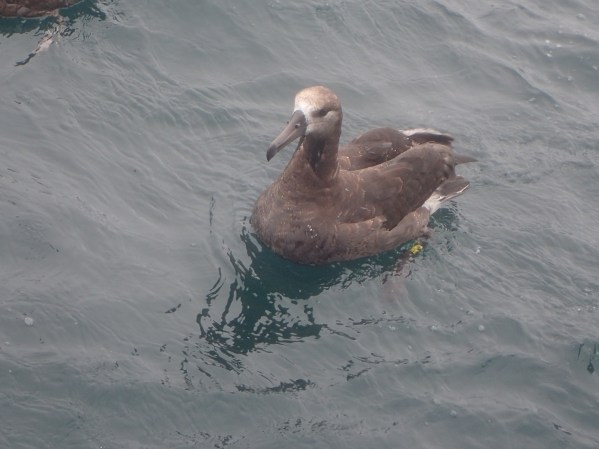 Albatross_photo by Matt Callahan.JPG