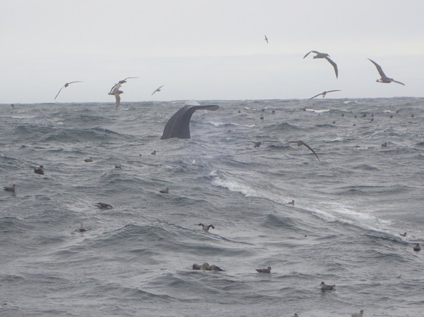 Sperm whale_photo by Karson Coutre.JPG