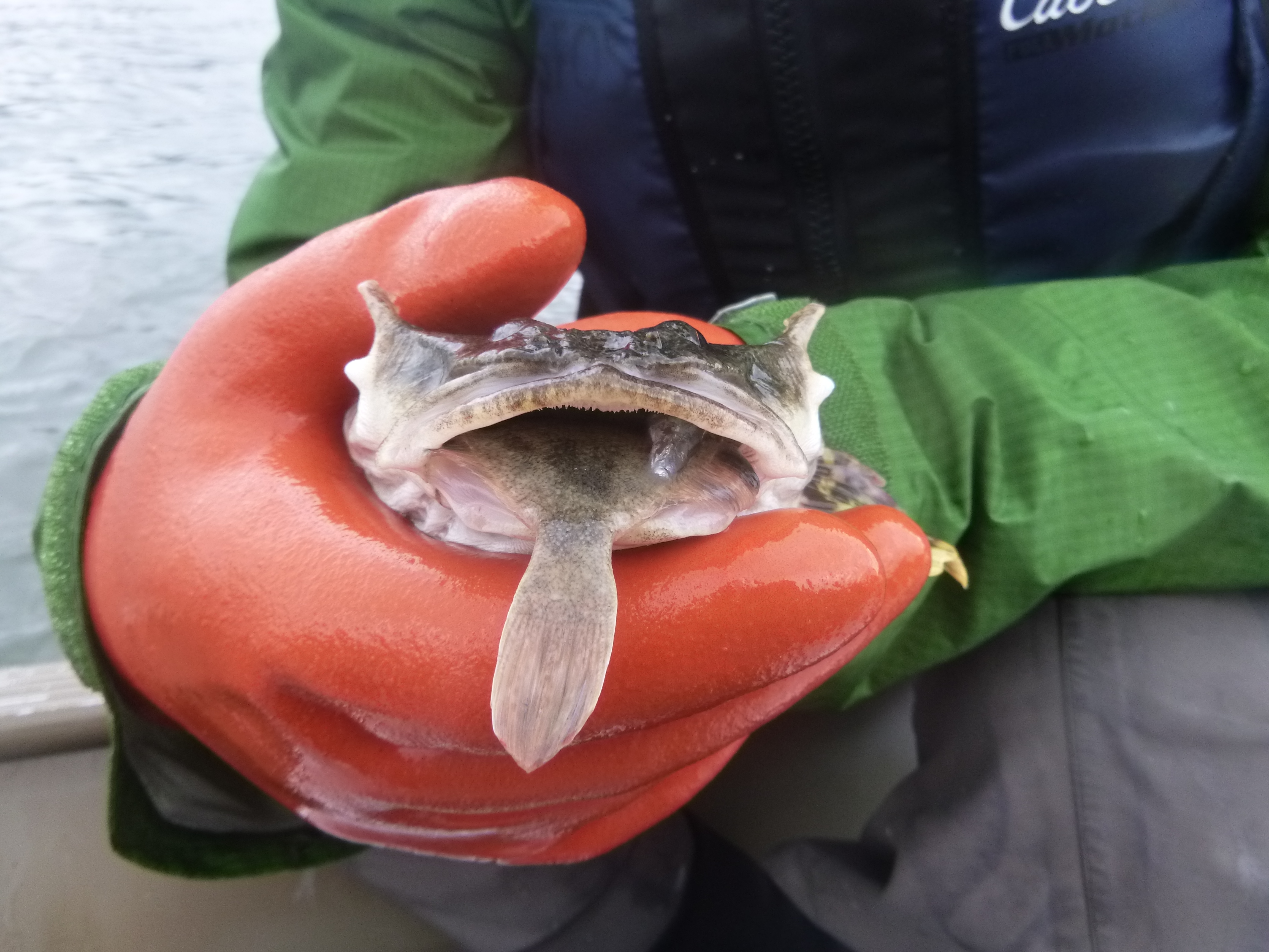 Stag eating fish_photo by Emily Whitney.JPG