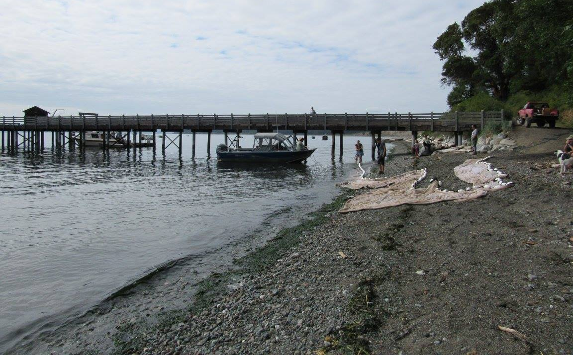 Seining on Waldron_photo by Nina Lundstrom