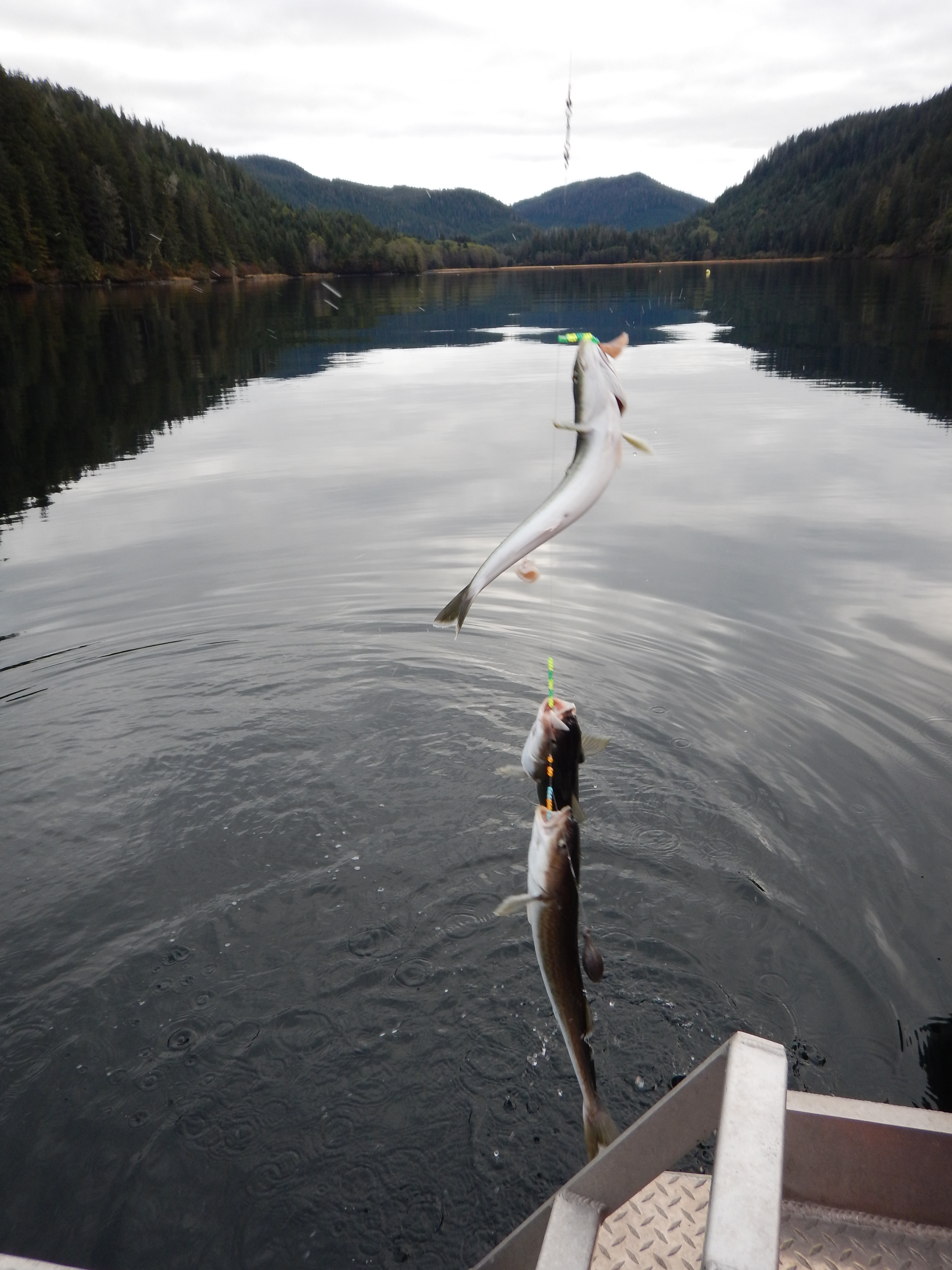 Triple Sablefish_courtesy of CFE Lab