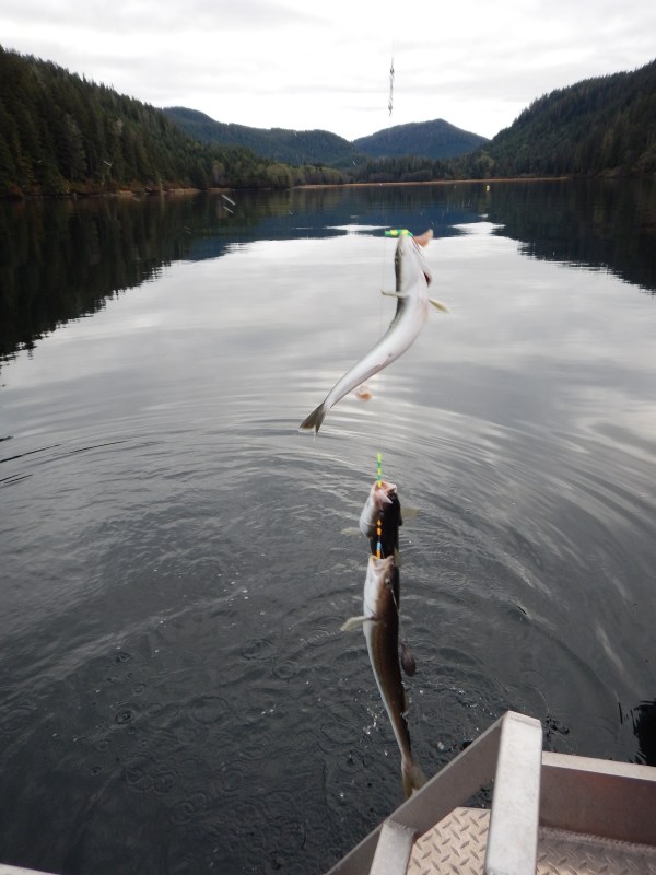 Triple Sablefish_courtesy of CFE Lab