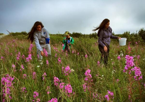 Gathering fireweed